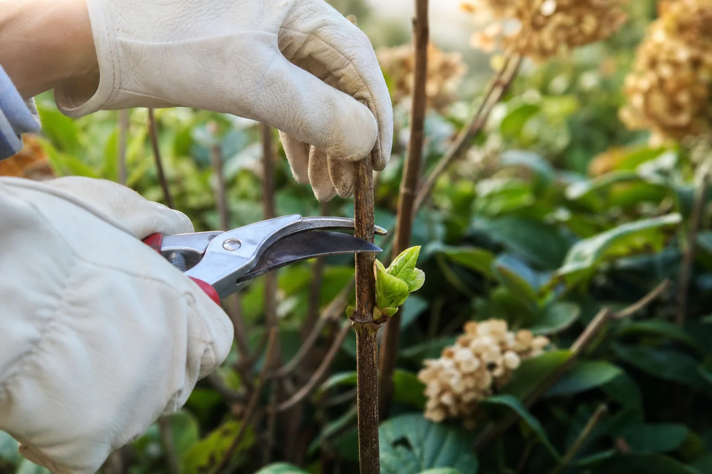 A gardener positions bypass pruners just above a healthy outward-facing hydrangea bud